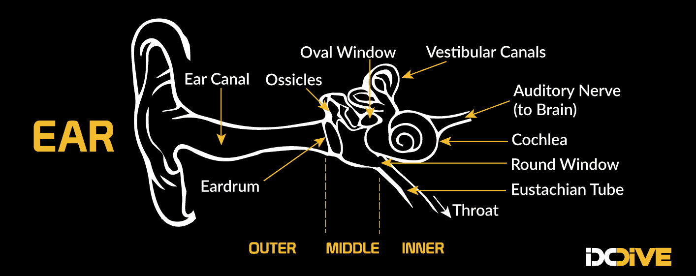 Dive Theory Physiology - The ear