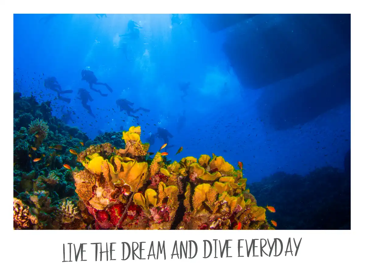 Reasons to be a PADI pro - i life the dream dive every day