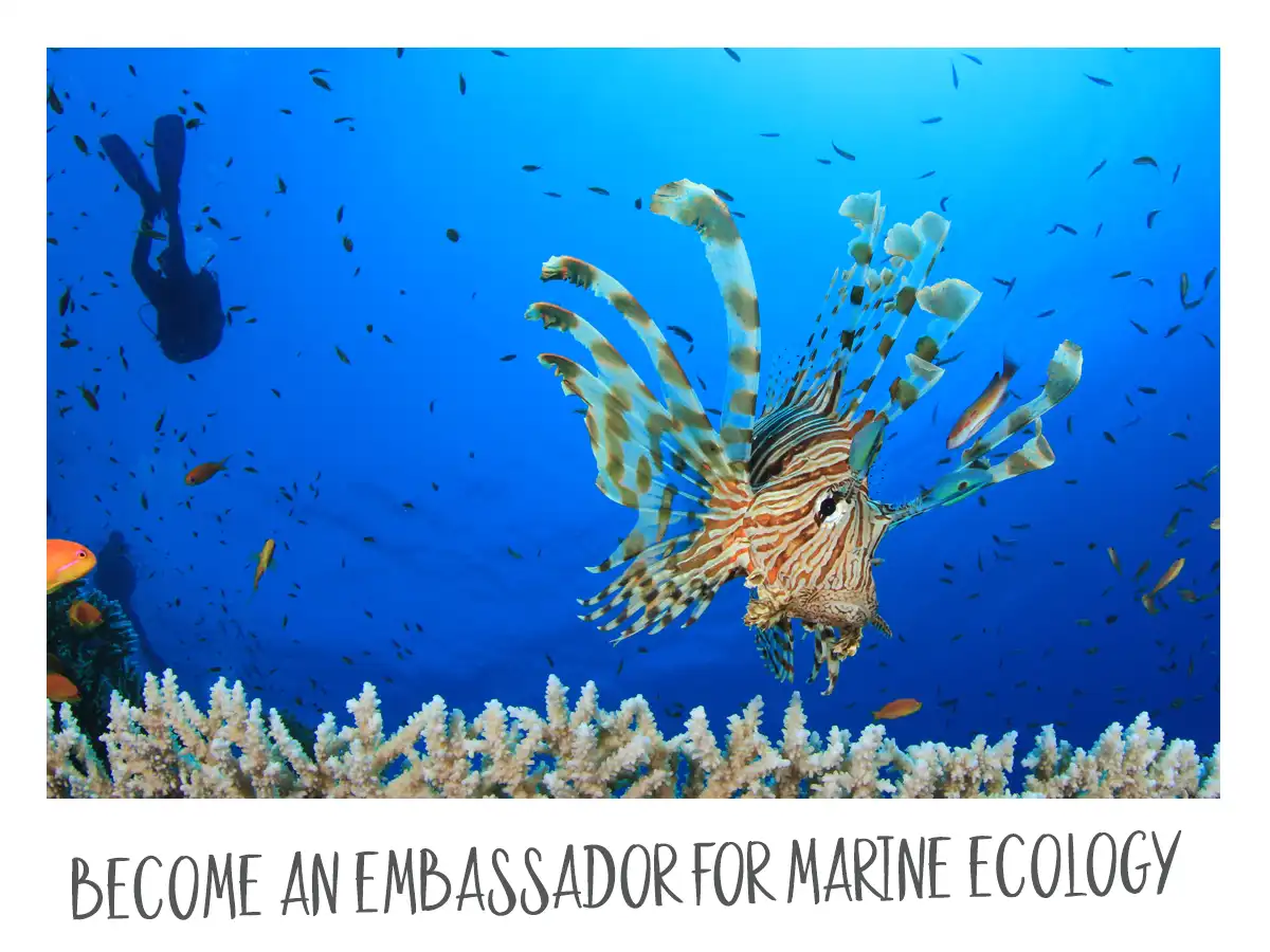 Reasons to be a PADI pro - Become an embassador for marine ecology