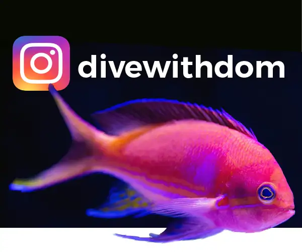 Follow us on Instagram @divewithdom