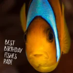 Best Birthday fishes to PADI