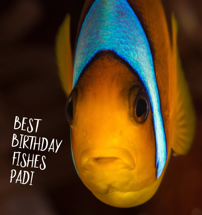 Best Birthday fishes to PADI